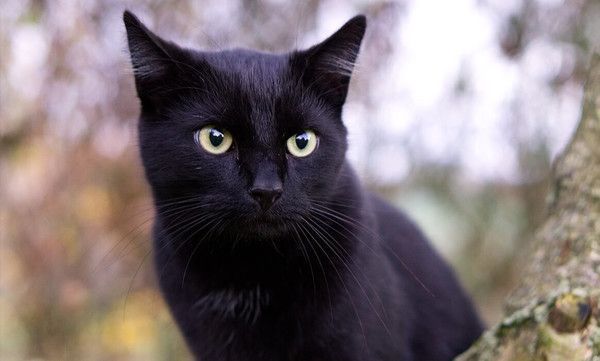 The Cutest Black Cat Breeds In The Market Today - Centerblog